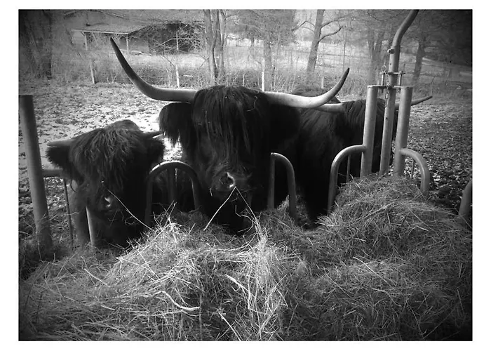 Auszeit Auf Dem Kulturgut Hirtscheid Alpenrod